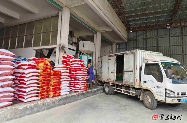 糧食加工行業迎來智能化轉型新浪潮 政策加持與技術創新雙輪驅動